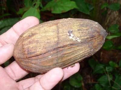 batulian seed